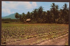 Penang, Malaysia (Malaya) - Market Garden