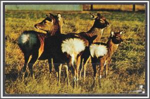 Missouri, Brookfield Sika Deer Farm - [MO-037]