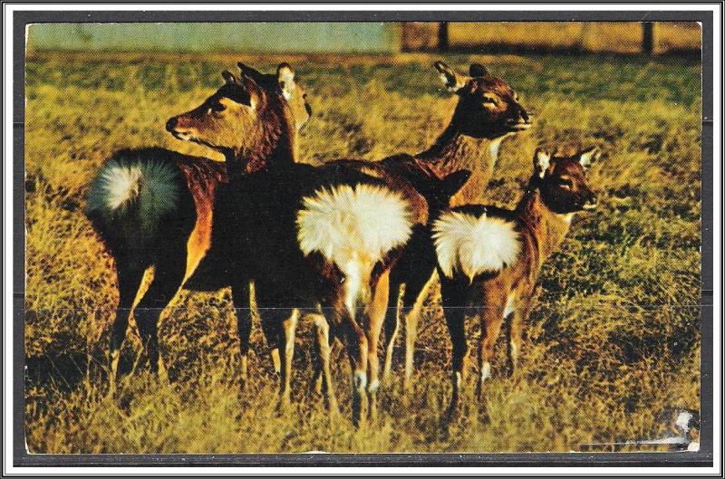 Missouri, Brookfield Sika Deer Farm - [MO-037]