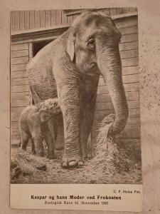 1907 Copenhagen Zoo Denmark Elephant & Calf Kaspar og hans ModerRPPC Postcard