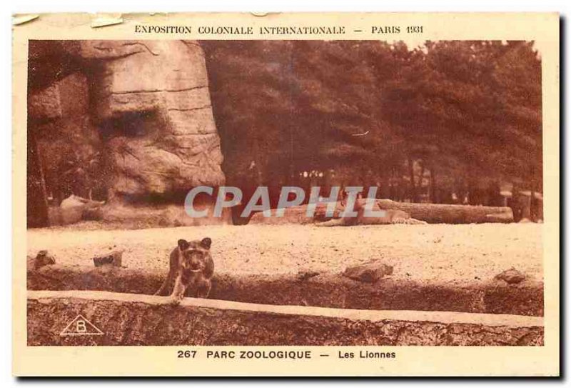 Old Postcard Exposition Coloniale Internationale Paris Zoo Lioness Lion