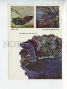 3089990 Charming TURTLE Old Russian Photo Collage PC