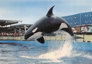 Victoria, BC Canada  KILLER WHALE HAIDA  Sealand Of The Pacific  4X6 Postcard