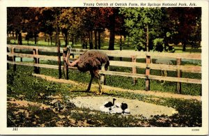 Vtg Arkansas AR Hot Springs National Park Farm Baby Ostrich 1930s Postcard