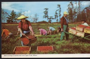 Massachusetts CAPE COD Harvesting Cranberries - Chrome