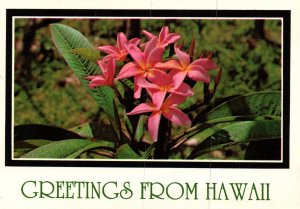 Greetings From Hawaii Flowers