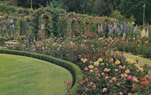 Canada Beautiful Rose Garden Butchart Gardens Victoria British Columbia