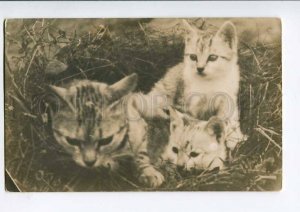3006688 Three KITTENS in Grass Vintage Real Photo PC