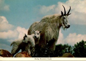 Canada Rocky Mountain Goats