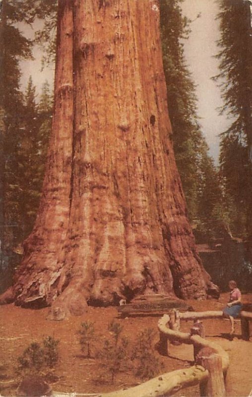 Sequoia National Park home of CA's Big Tree Fresno CA