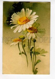 414865 CAMOMILE Flower Bouquet by C. KLEIN Vintage KT Russian