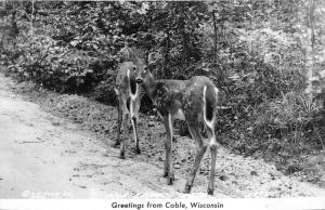 Cable Wisconsin~Northwoods Deer (Fawns) Walking Along Road~1940 Real Photo PC