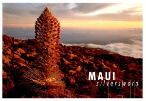 Stunning silversword in bloom on Maui's Haleakalā volcano.