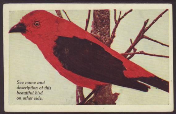 Scarlet Tanager,Bird Postcard 