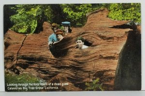 CA Victorians Looking through the Knot Holes of a Dead Giant Tree  Postcard O8