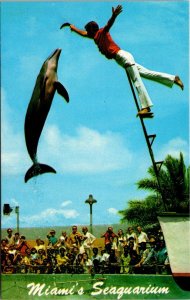 Florida Miami Seaquarium Leaping Performng Porpoise