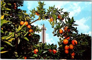 Postcard TOWER SCENE Clermont Florida FL AN7572