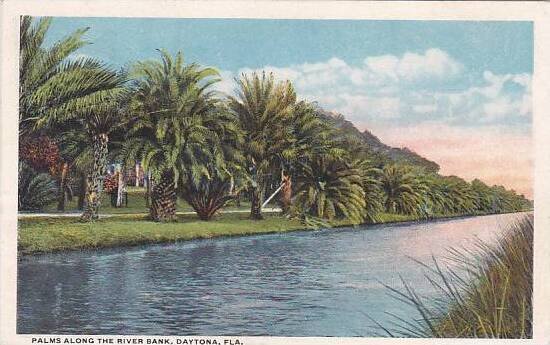 Florida Daytona Palms Along The River Bank 1916