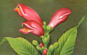 Red Turtlehead (Chelone Obliqua) Grows In Wet Woods & Cypress Swamps Postcard