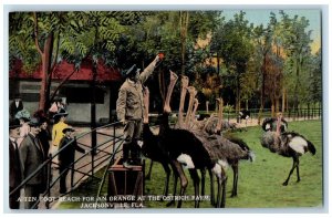 c1950 Ten Foot Reach For An Orange At Ostrich Farm Park Jacksonville FL Postcard 