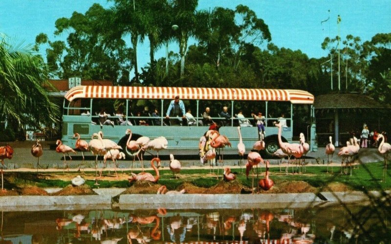 Vintage Flamingos And Town Bus San Diego Zoo, CA Postcard #P