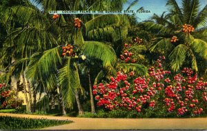 Florida Coconut Palms In The Sunshine State 1957