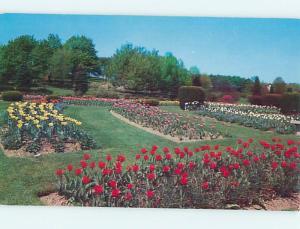 Unused Pre-1980 TULIPS IN FLOWER BEDS 0 Hershey Pennsylvania PA r9346