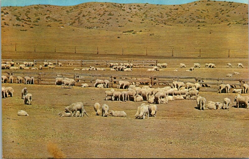 A Flock of Sheep Western PLAINS CANADA VINTAGE Postcard