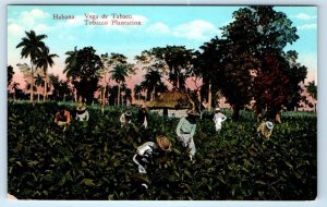 HAVANA Tobacco Plantation CUBA Postcard