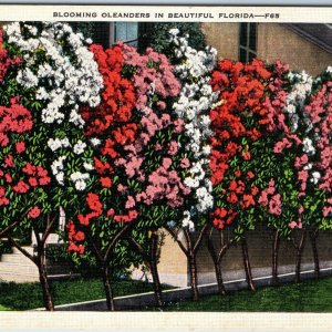 c1920s FL Beauitful Florida Blooming Oleanders Flowers Early Linen Kropp PC A221