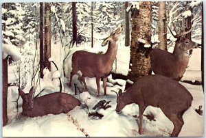 Postcard - Virginia Deer In Winter, Field Museum Of Natural History, Chicago, IL