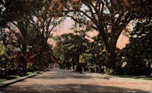 Massachusetts Beverly Historic Elm On Hale Street