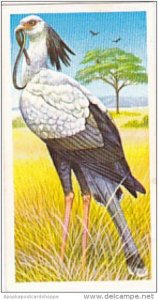 Brooke Bond Vintage Trade Card Incredible Creatures 1986 No 33 Secretary Bird