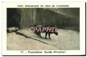 Image Zoo de Vincennes wood warthog African swine