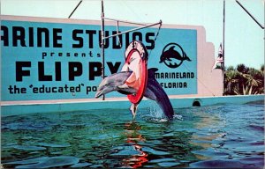 Florida Marineland Marine Studios Splash The Porpoise Jumping Through Hoop