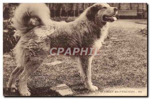 Old Postcard Dog of the Pyrenees