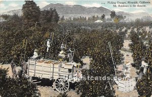 Picking Oranges, Mt Rubidoux - Riverside, CA