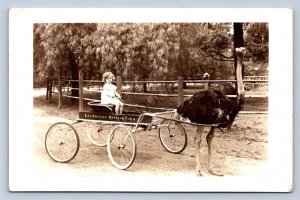 K13/ Los Angeles California Postcard RPPC c1940s Ostrich Farm Cart Girl 53