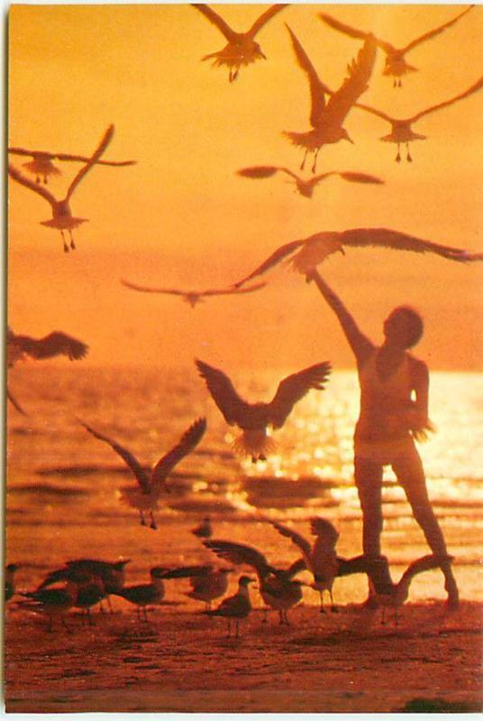 Old Vintage Postcards Sunset Swimmers Seagulls Beach # 1798A