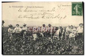 Old Postcard Wine Harvest pickers TOP Group