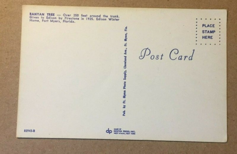 VINTAGE UNUSED POSTCARD  BANYAN TREE FORT MYERS FLA
