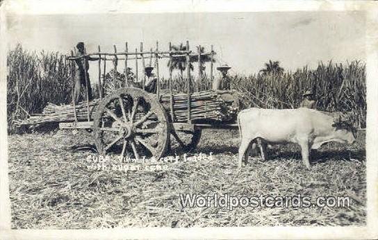 Real Photo Sugar Cane Cuba, Republica De Cuba 1938 