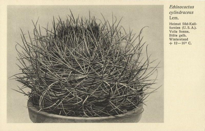 Cactus Cactaceae, Echinocactus Cylindraceus Lem. (1920s) Otto Stoye Postcard