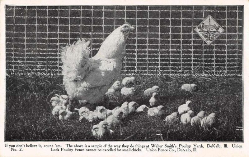 DeKalb Illinois Walter Smith's Poultry Yards Chicken Vintage Postcard AA37763