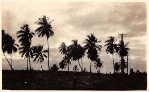 Puerto Rico birds eye view palm trees night scene real photo pc Y11589