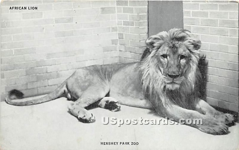 African Lion, Hershey Park Zoo - Pennsylvania