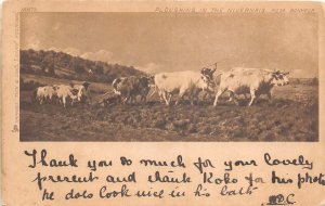 Lot 75 ploughing in the nivernais cow types folklore france rosa bonheur