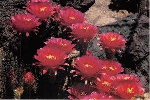 Lot 19 usa nevada cactus lobivia glorious ethel m garden