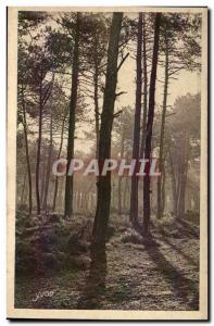 Old Postcard The Landes de Gascogne Matin d & # 39automne