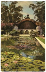 Lily Pond Balboa Park San Diego California Vintage Postcard